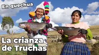 La crianza de Truchas