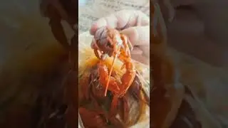 купил раков в Седово