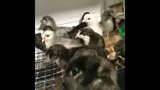 Перевела утят и циплят в брудера в тёплую  на доращивание🤗🙏❤️🐥🐤🐣👍