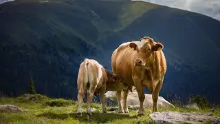 Big white cow #cow