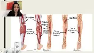 4. Posterior Compartment of the Leg