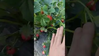 Полуниця вже пристигла починаю збір ягоди