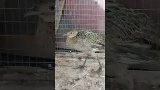 Fazanlar va tovuqlar