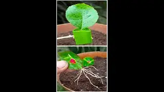 Propagate a rose tree from just a leaf#indoorplants #indoorgardening #viralvideoシ #composite