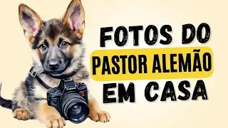 COMO TIRAR FOTO DO SEU PASTOR ALEMÃO EM CASA?