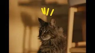 ZAŠTITI 🐈 MAČKU OD BUHA I KRPELJA uz AdTab tablete za žvakanje