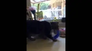 Bart the thief