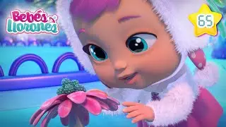 Una Flor de Otro Planeta 🌺  BEBÉS LLORONES 💕 Lágrimas Mágicas 💧 Capítulos DIBUJOS para NIÑOS