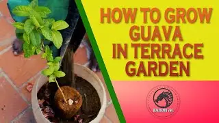 HOW TO GROW GUAVA IN TERRACE GARDEN | TAMIL | கொய்யா செடி மாடி தோட்டத்தில் வளர்ப்பது எப்படி?