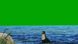  Cartoon Green Screen Animation    Sea lions Walking Running Green Video
