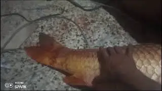 fishing videos new 2023 big rohu fish catching in riverfishing tips and tricks for beginners#angler