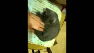 Кот и ноутбук