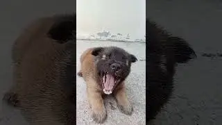 #kawaii #cute #dog #doglover