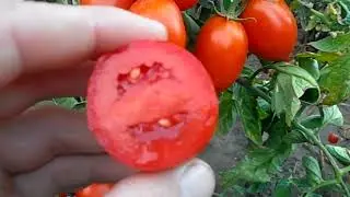 THE BEST TOMATO VARIETIES for open ground: low-growing and high-growing varieties and hybrids F1 ...