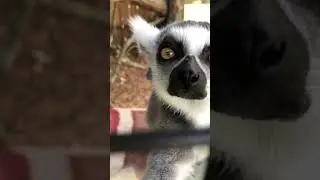 A Sweet Ring-Tailed Lemur at Amazing Animals Inc (He grabbed my hand! 😍)