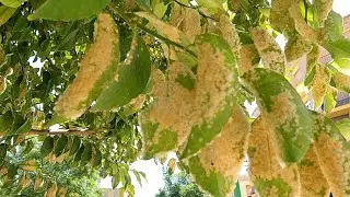 MOSCA BLANCA (ALEUROTHRIXUS FLOCCOSUS