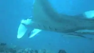 Flying Manta Ray Video at Manta Point, North Male Atoll, Maldives.mp4