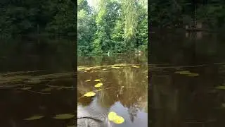 Лодка. Река Оредеж. Рождествено.