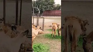 Wild animals 🦌