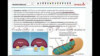 Unit 4 - Cellular respiration. Photosynthesis