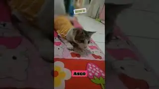 Anabul , misto si kucing lucu #kitten #cat