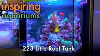 Inspiring Aquariums - 223 Litre Reef Tank