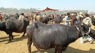 buffalo mandi fresh price Layyah today