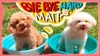 How to Groom a Toy Poodle At Home | MATTING FREE Herbal Bath Remedy for Dogs- EP 2 | The Poodle Mom
