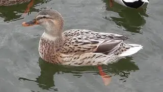 Утка и утки