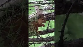 🐿 В парке Строителей Орска выпустили 10 алтайских белок, привезенных в марте 2023 года! #орск