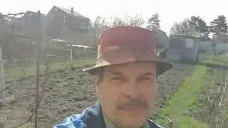 Весна: Дом - дача. Рыхлю грядки лука, чеснока, клубники, подвязываю изабеллу.