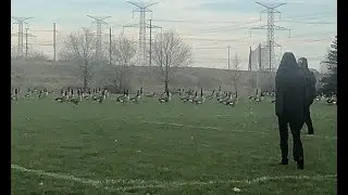 Literally just me running after a lot of geese