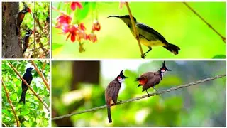 വീട്ടുമുറ്റത്തെ കിളികൾ || Kerala Birds || Nature Vibes