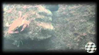 Baltimore Inner Harbor Underwater Footage
