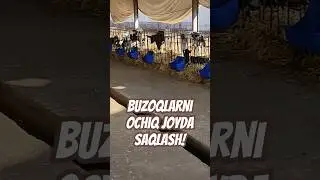 Buzoqlarni ochiq joyda saqlash! #chorva #molbozor #ferma #buzoq