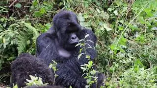 Mountain Gorillas- Rwanda