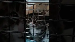 Василёчек. Поехали на УЗИ и на анализы.
