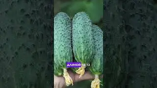 Ультрараний огурец ШКИПЕР 