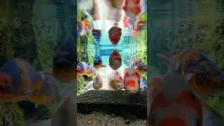 iwakkkk #shortfeed #smartphone #shorts #shortsvideo #shortsfyp iwak iwak apa yg ga tidur