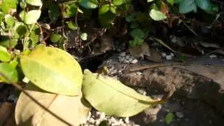 Yellow Jackets Building a Nest