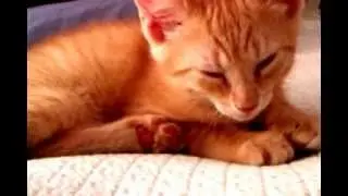 KITTY FALLING ASLEEP