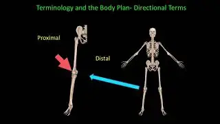 Introduction to Anatomy & Physiology and Anatomical Terminology