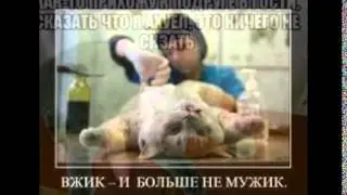 Смешные кошки. Приколы с кошками