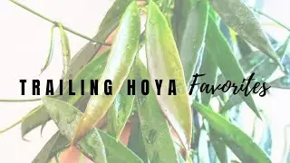 Trailing Hoya Favorites