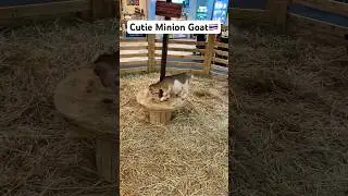 Cutie Minion Goat in Thailand #goat #minions #thailand #bangkok #pattaya #trending #travel #unique