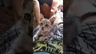 Видео для сайта Gladpet