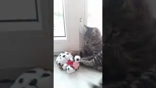 Битти возле окна ( 22 часть ) 🐱🐈