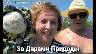 Сбор Даров Природы. Цвет шиповника и Шишки. Яша помощник.