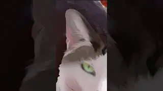 SCHMOOLIE NEEDS A HOME 