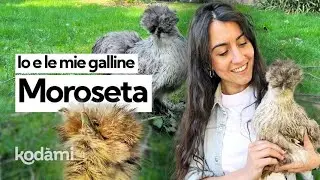 Perché le galline moroseta sono così buffe e come mi hanno cambiato la vita